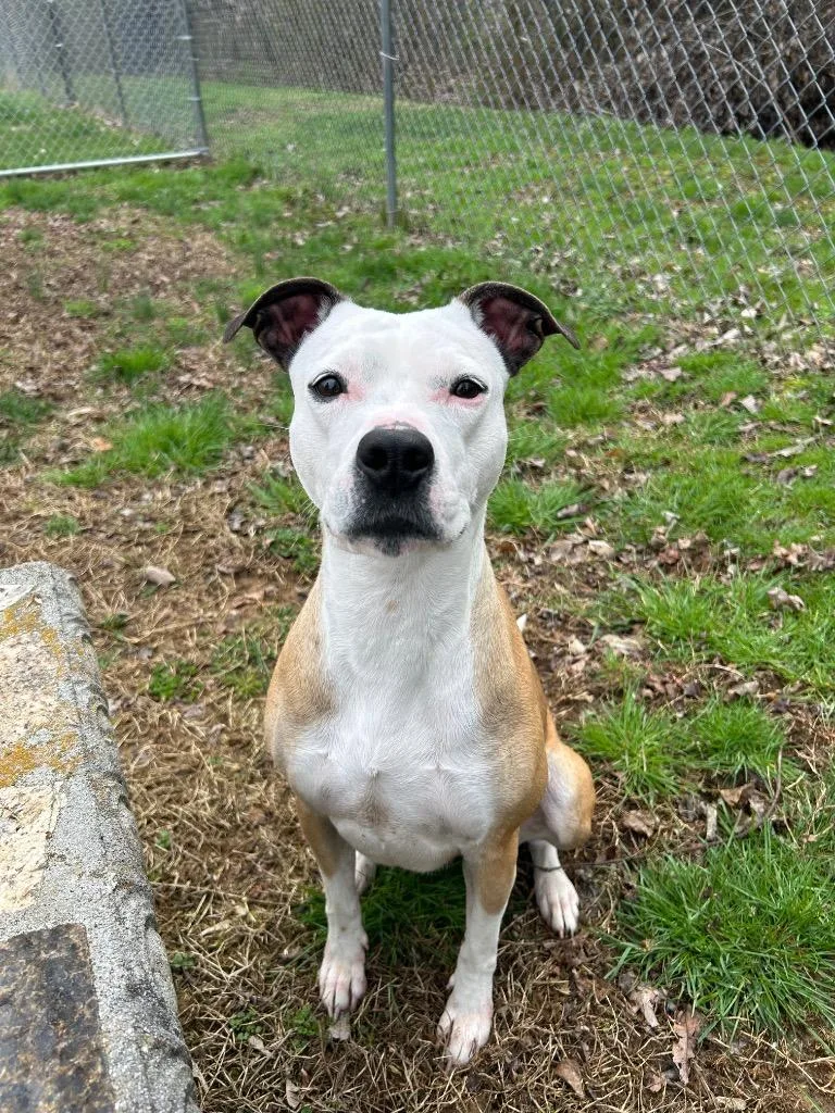 An adult medium-sized female Pit Bull Terrier dog named Dutchess for adoption in Johnson City, TN