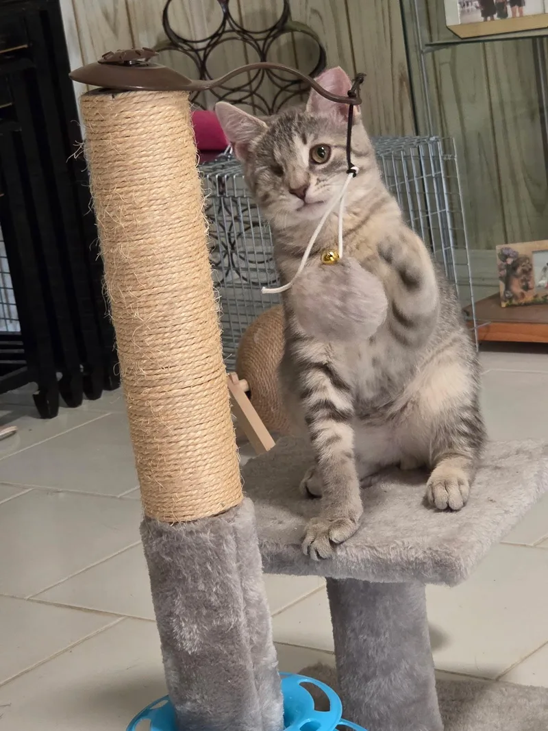 A baby large-sized male Domestic Short Hair cat named Odin for adoption in Staten Island, NY