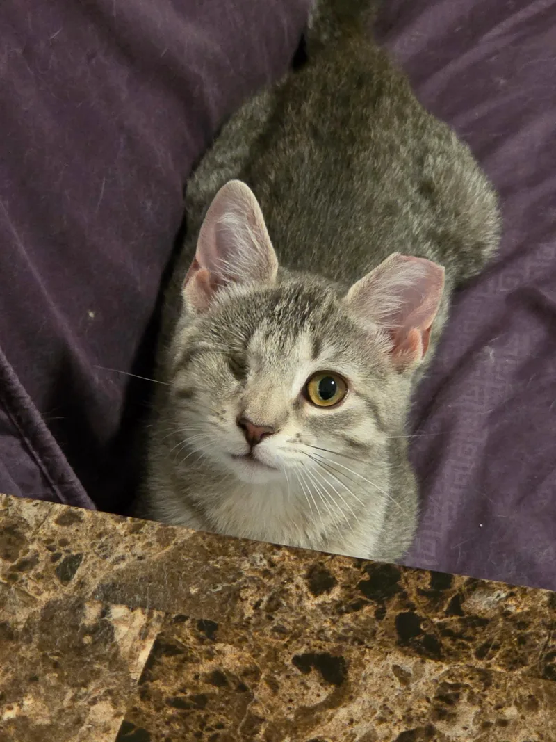 Odin thumbnail 3