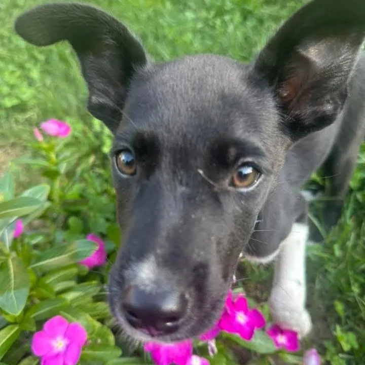 Lucy fka Cherry thumbnail 3