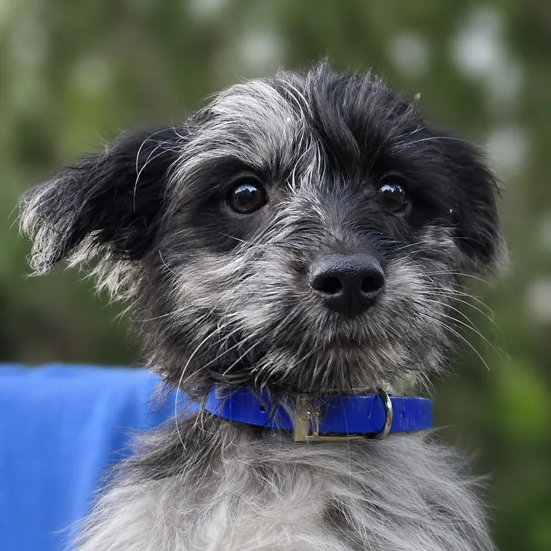 A baby medium-sized male Black Goldendoodle dog named Brunson for adoption in Hillsborough, NJ