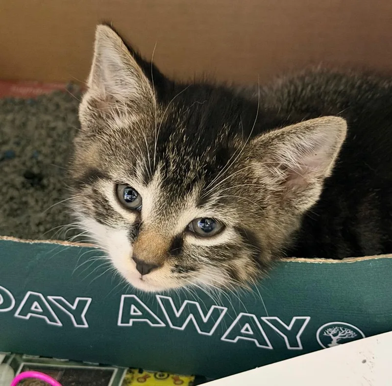 A baby medium-sized male Domestic Short Hair cat named Ice Cube for adoption in Cincinnati, OH