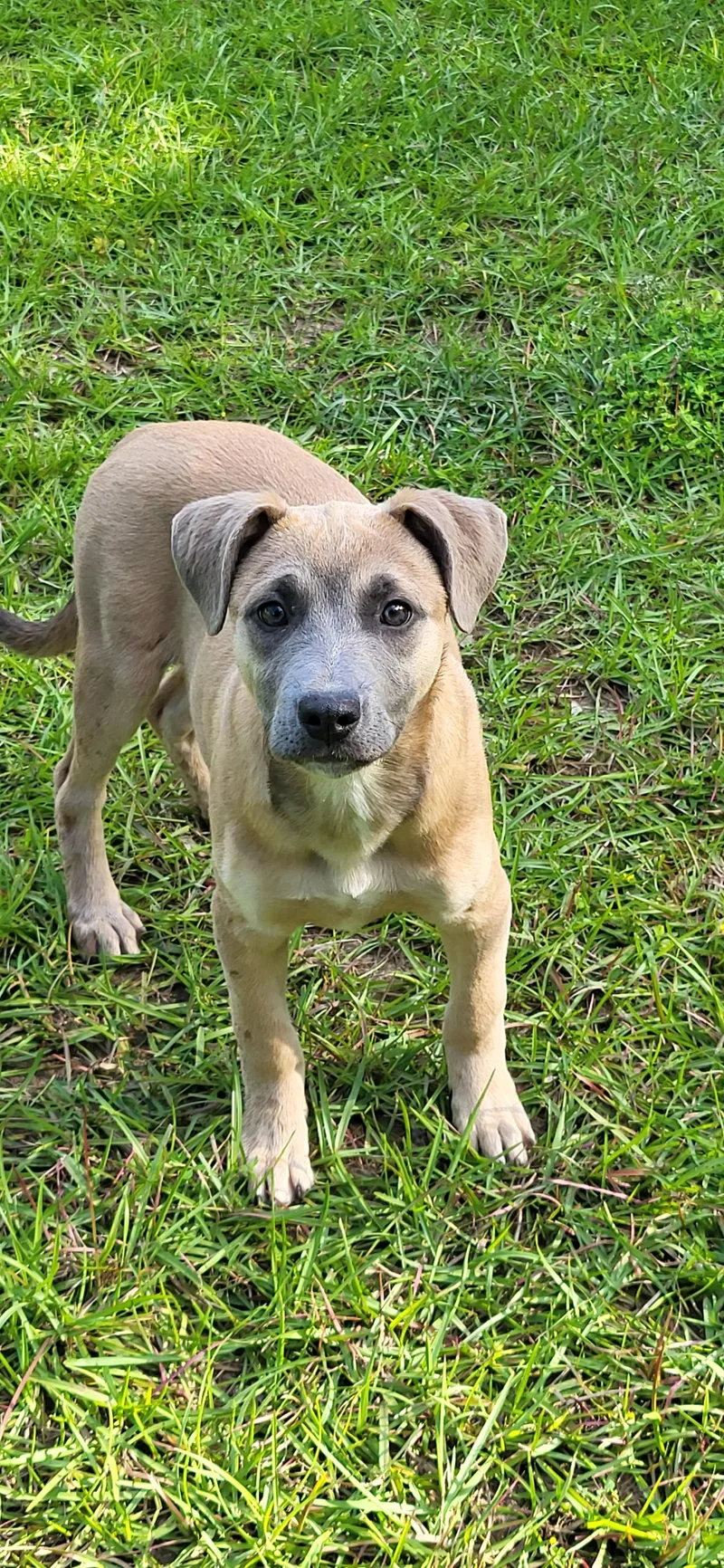 A baby medium-sized female Yellow / Tan / Blond / Fawn Mixed Breed dog named Buttercup for adoption in Marion, MS