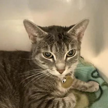 An adult medium-sized female Tabby (Gray / Blue / Silver) Domestic Short Hair cat named Iris for adoption in Lansing, MI