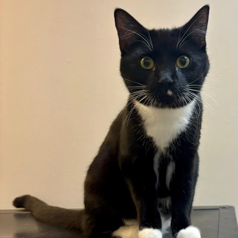 A young small-sized male Black & White / Tuxedo Domestic Short Hair cat named Pigeon for adoption in Dover, DE