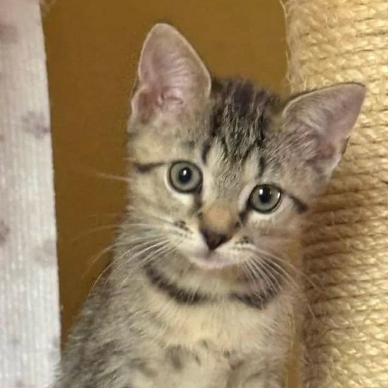 A baby small-sized female Brown / Chocolate Domestic Short Hair cat named Belvedere for adoption in Fort Lauderdale, FL