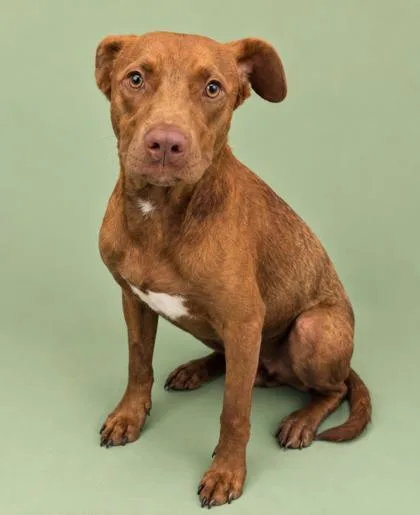 An adult medium-sized male Terrier dog named Brohn for adoption in Gulfport, MS