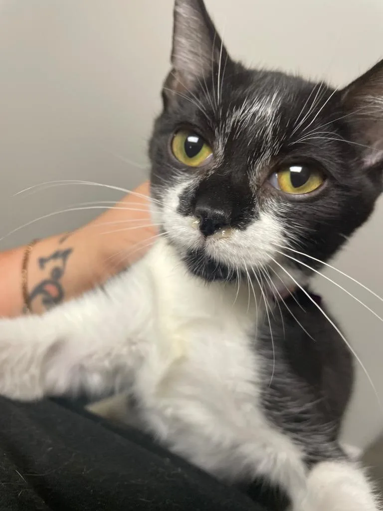 A baby small-sized male Domestic Short Hair cat named Billy for adoption in Columbia, TN