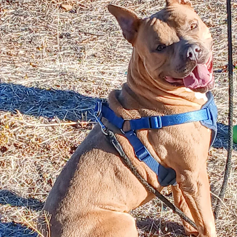 An adult medium-sized male Apricot / Beige American Bully dog named Rocky for adoption in Chino valley, AZ