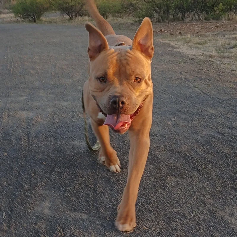 Rocky thumbnail 2