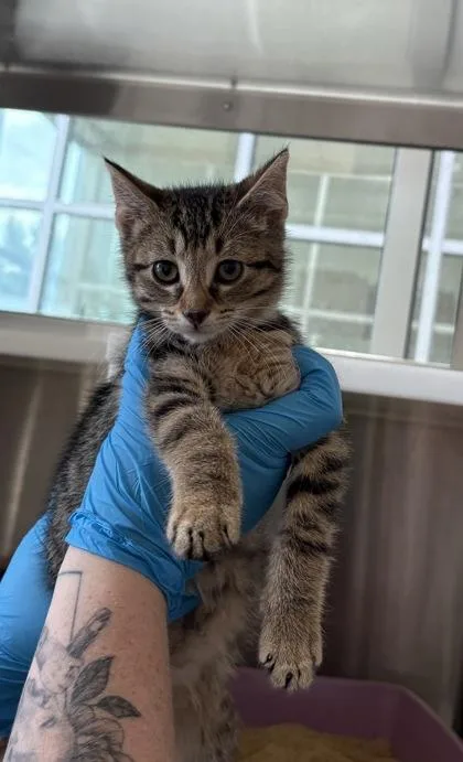 A baby small-sized male Domestic Short Hair cat named Larry for adoption in Westland, MI