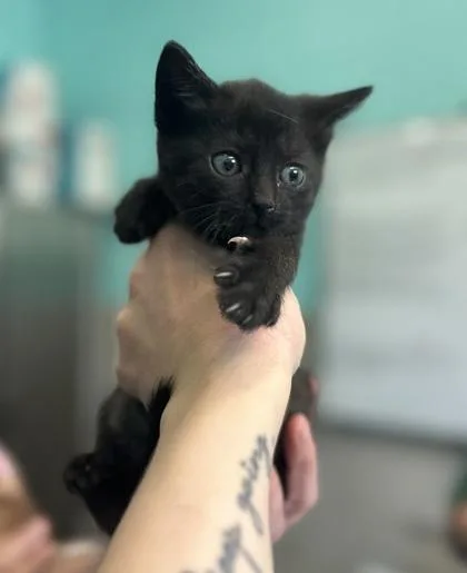 A baby small-sized female Domestic Short Hair cat named Perlucida for adoption in Cincinnati, OH