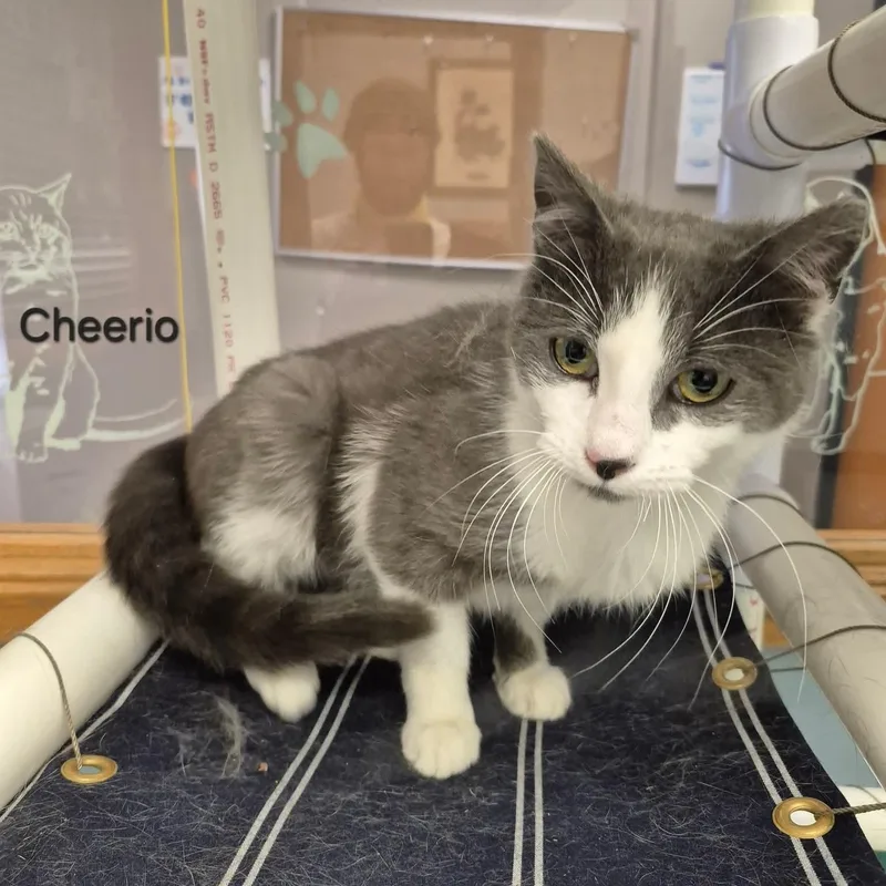 Cheerio