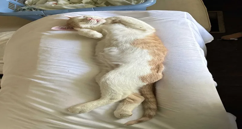 A young medium-sized female Buff & White Tabby cat named Breezy Brie for adoption in Dawson, GA
