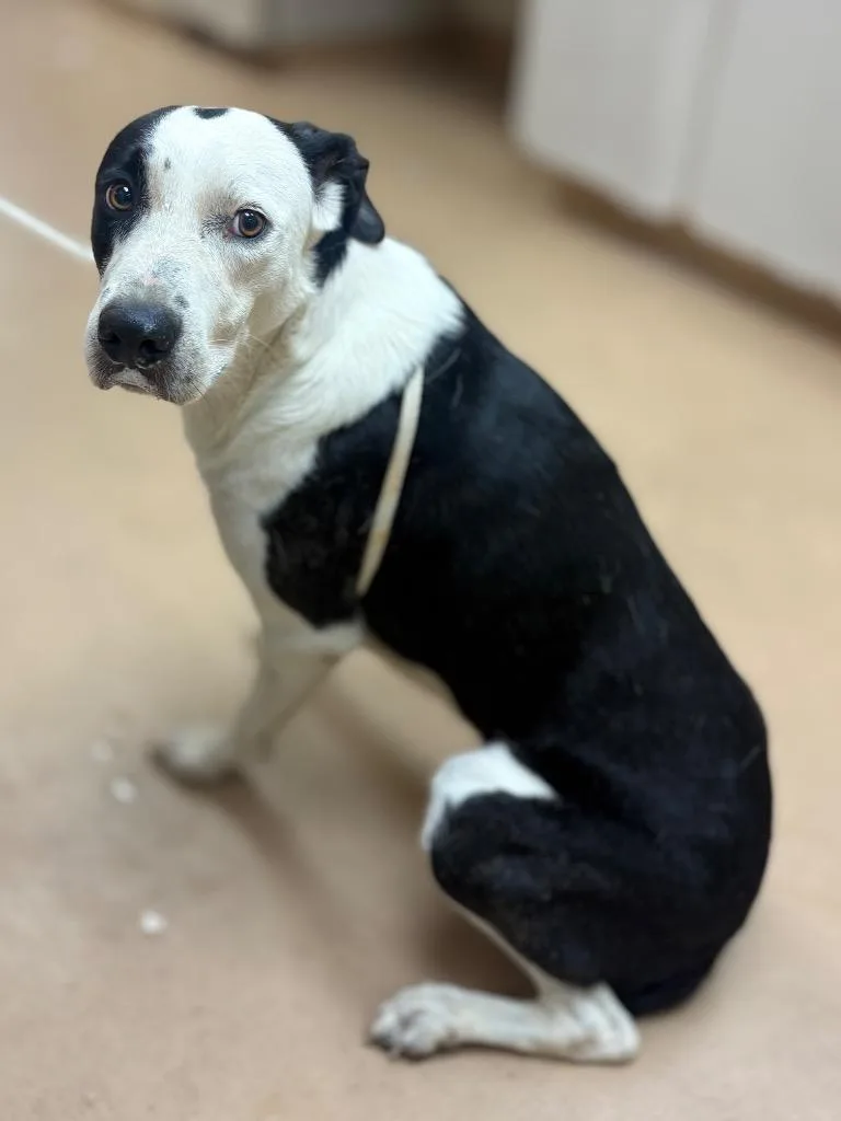 An adult large-sized male Border Collie dog named Ziptie for adoption in Nacogdoches, TX