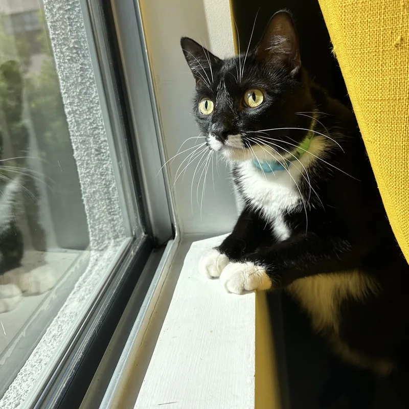 An adult extra large-sized male Black & White / Tuxedo Domestic Short Hair cat named Atticus for adoption in Sherman Oaks, CA
