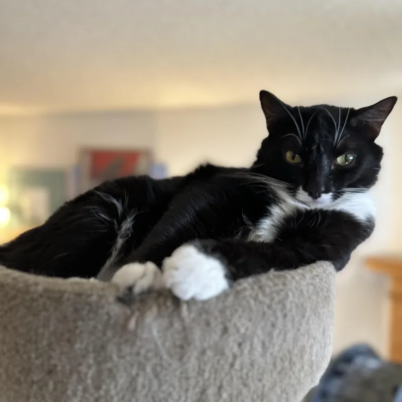 Atticus thumbnail 3