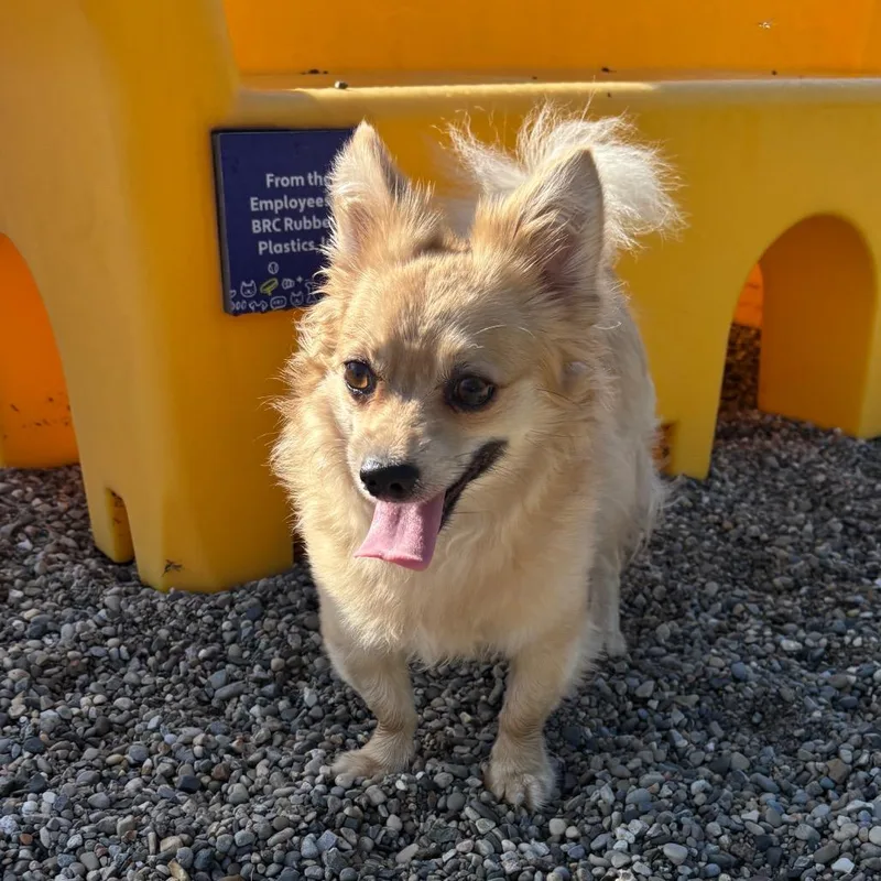 An adult small-sized male Chihuahua dog named Bayra for adoption in Fort Wayne, IN