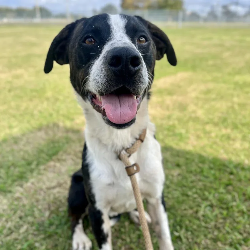 An adult medium-sized male Black Mixed Breed dog named Josey Wells for adoption in Lake Jackson, TX