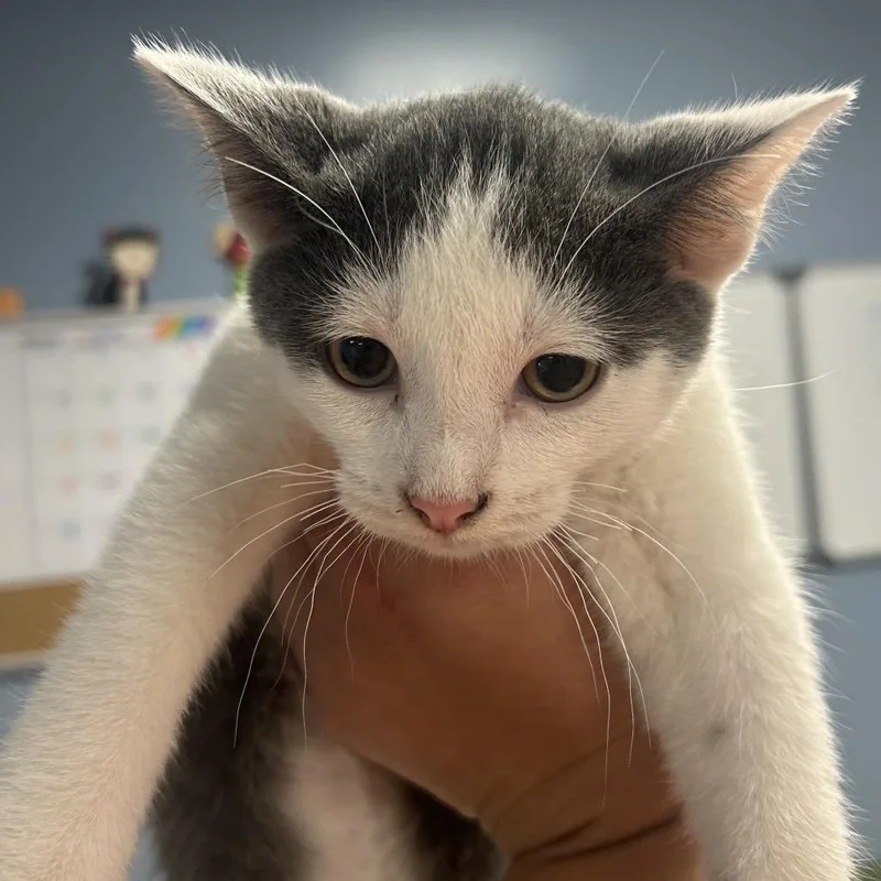A baby small-sized male White Domestic Short Hair cat named Cow for adoption in St Joseph, MO