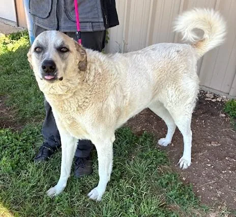 An adult large-sized female Anatolian Shepherd dog named Lady for adoption in Bandera, TX