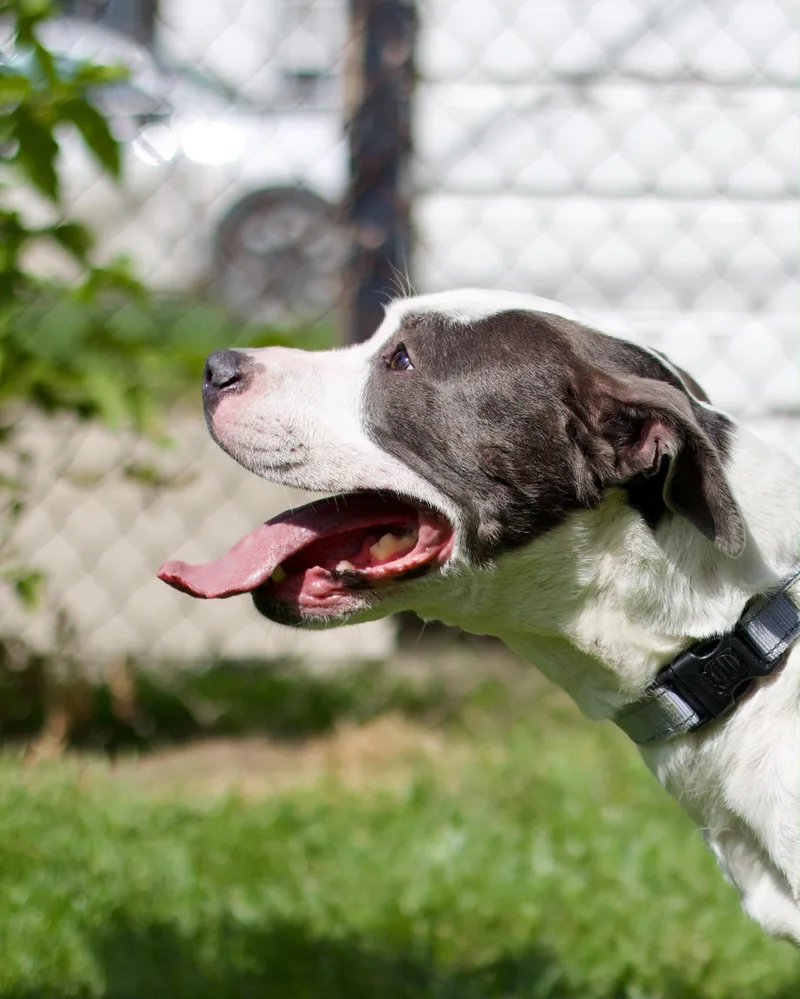 An adult large-sized female Pit Bull Terrier dog named Snoopette for adoption in Detroit, MI