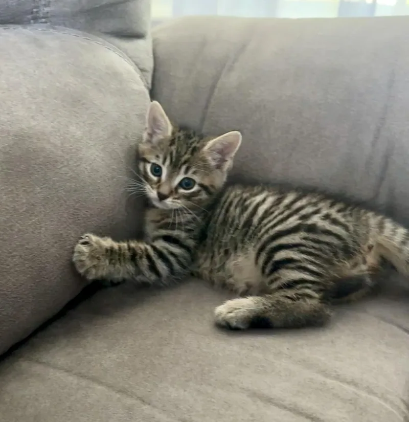A baby small-sized male Brown / Chocolate Domestic Short Hair cat named Cannon for adoption in Wilmington, NC
