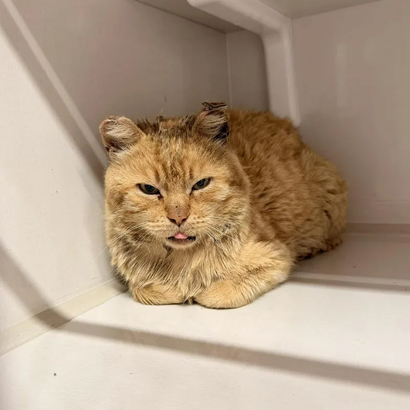 An adult medium-sized male Orange / Red Domestic Short Hair cat named Butterscotch for adoption in Forest Park, IL