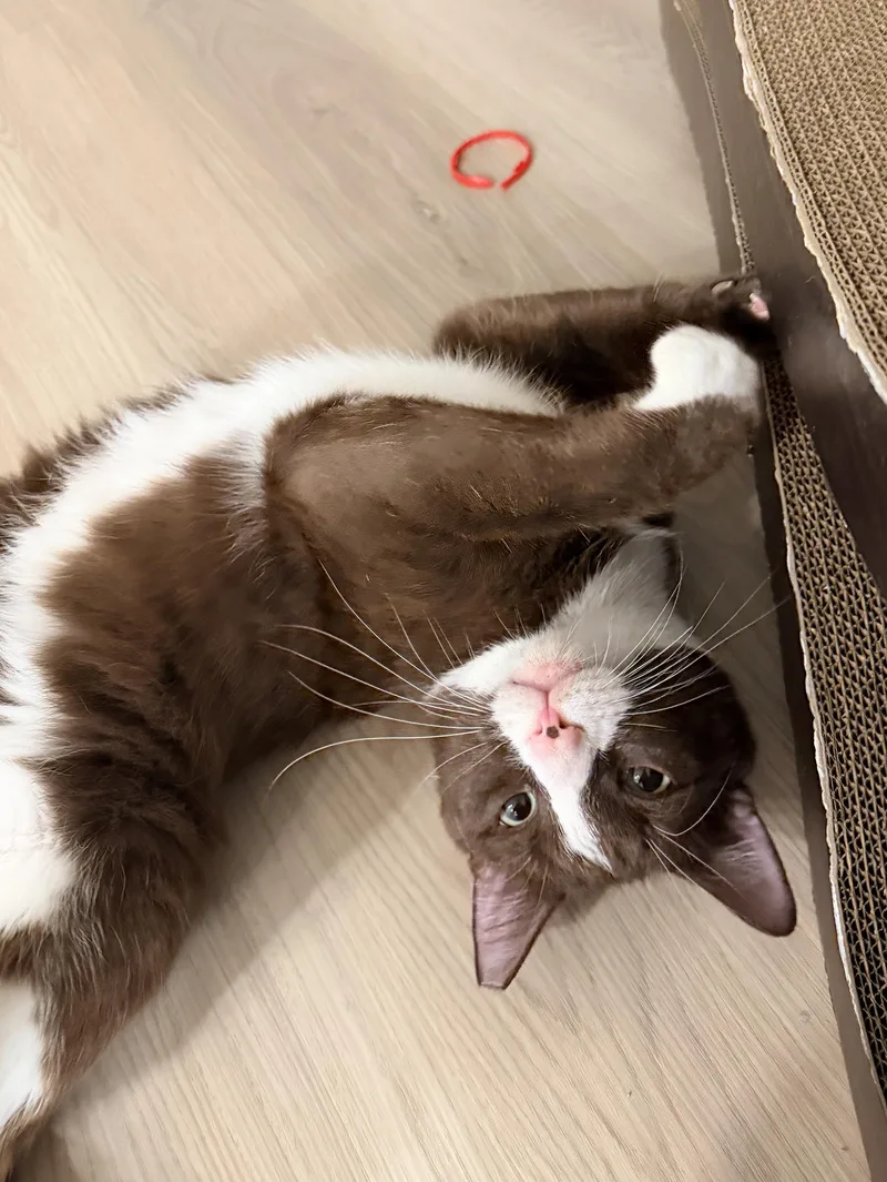 A young medium-sized male Black & White / Tuxedo Domestic Short Hair cat named Cocoa for adoption in Fairfax, VA