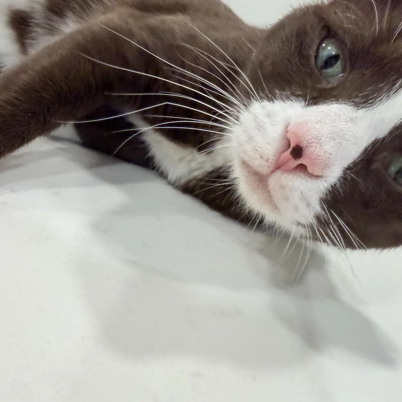Cocoa thumbnail 4