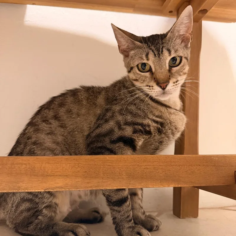 An adult medium-sized female Brown / Chocolate Domestic Short Hair cat named Tajin for adoption in Miami, FL