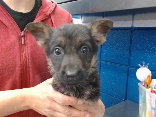 An adult small-sized female German Shepherd Dog dog named Nos for adoption in Albuquerque, NM