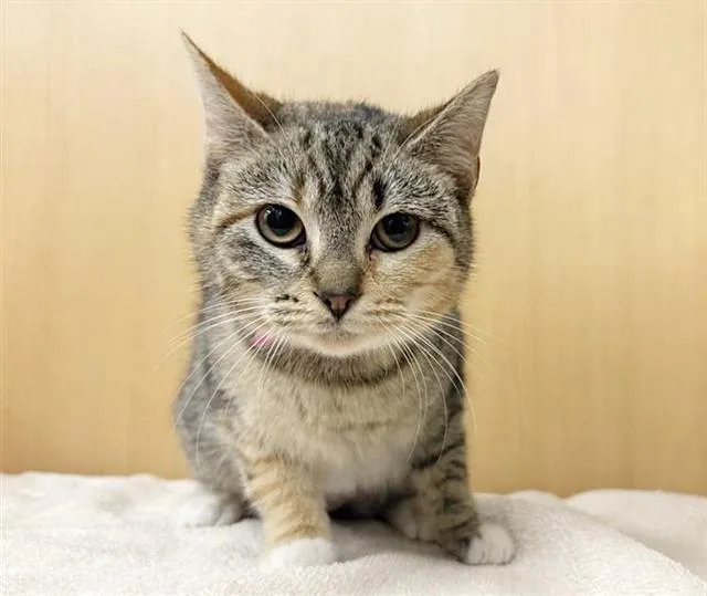 A young small-sized female Domestic Short Hair cat named Boba for adoption in Saint Louis, MO