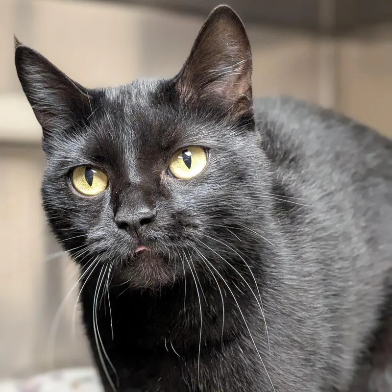 An adult medium-sized female Black Domestic Short Hair cat named Salem for adoption in Milan, IL