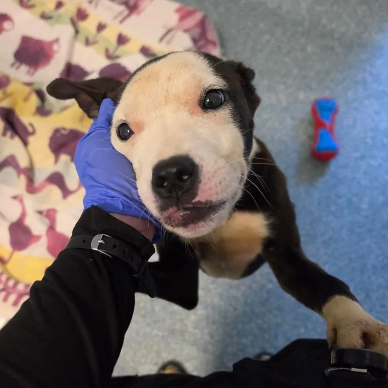 A baby small-sized female Gray / Blue / Silver Pit Bull Terrier dog named Dory for adoption in Greensboro, NC