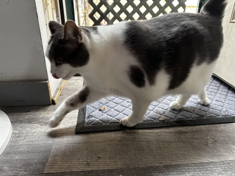 A young large-sized female Gray & White American Shorthair cat named Blossom & Cloud for adoption in Wallkill, NY