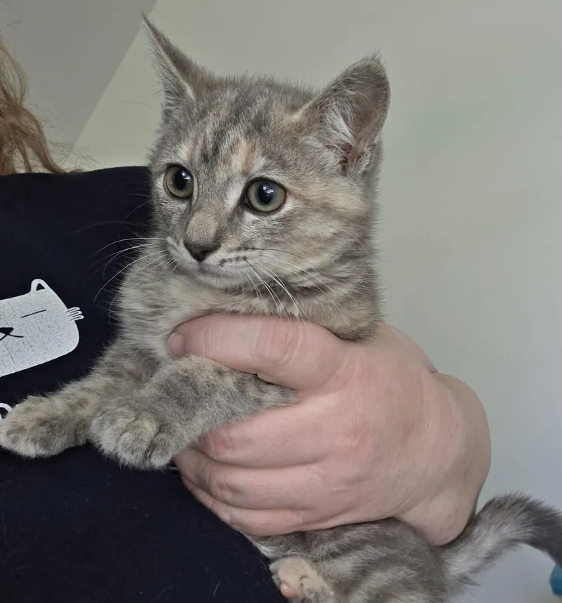 A baby small-sized female Dilute Tortoiseshell cat named Belle Starr for adoption in Canal Winchester, OH