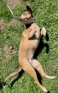 Sweet Grass thumbnail 3