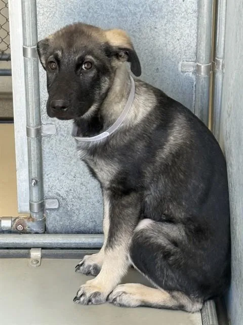 A baby small-sized male German Shepherd Dog dog named Blitz for adoption in Lancaster, CA