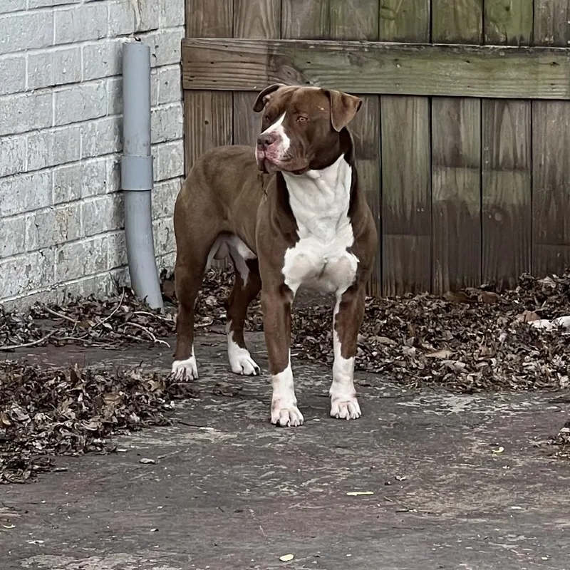 An adult large-sized male Brown / Chocolate American Staffordshire Terrier dog named Zack for adoption in East Saint Louis, IL