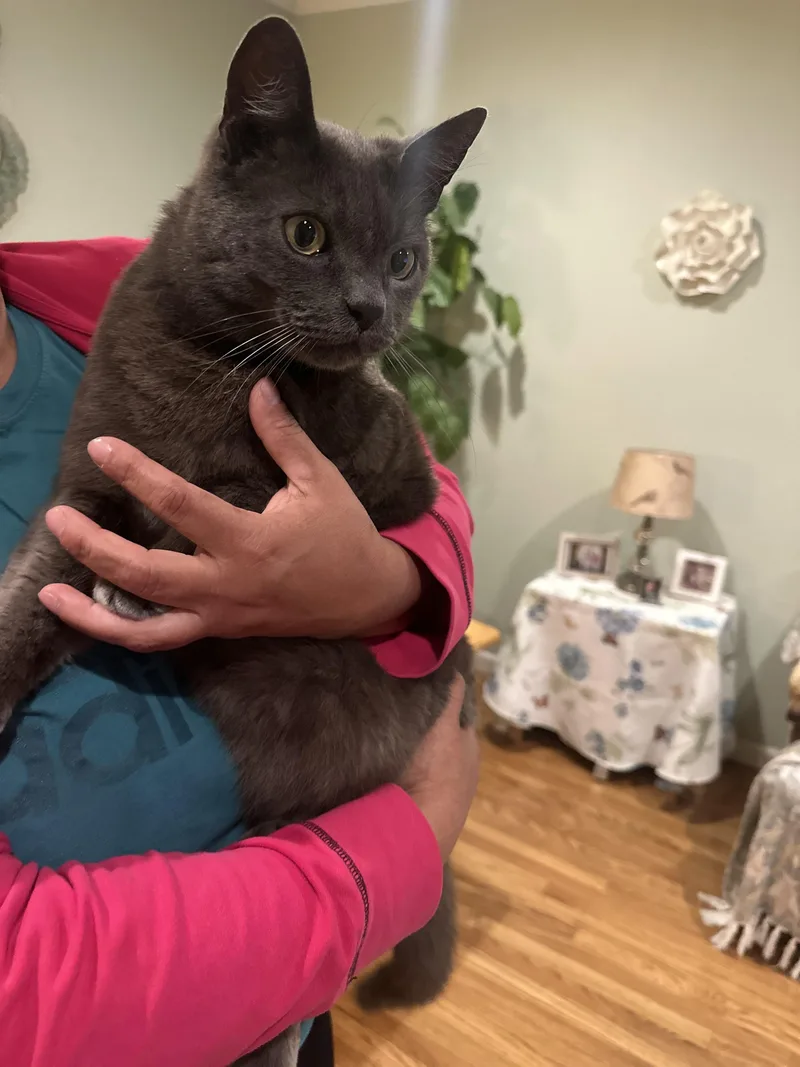 An adult medium-sized male Gray / Blue / Silver Chartreux cat named Bowie for adoption in San Jose, CA