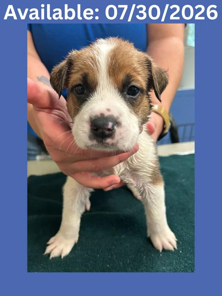 A baby small-sized male Cattle Dog dog named Dog Kennel for adoption in Greenville, TX
