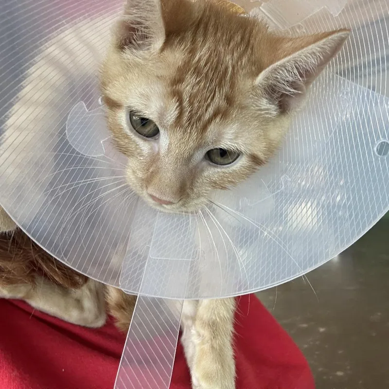 A baby small-sized female Orange / Red Domestic Short Hair cat named Farrah for adoption in Leander, TX
