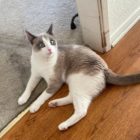 An adult small-sized female White Domestic Short Hair cat named Coco for adoption in Hemet, CA