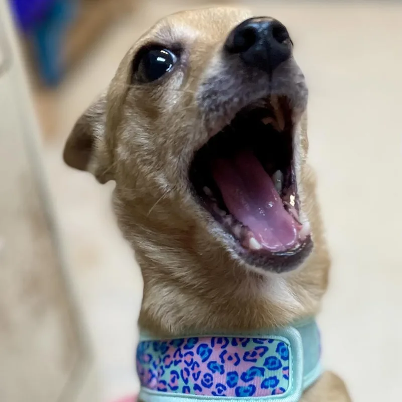 An adult small-sized female Yellow / Tan / Blond / Fawn Chihuahua dog named Chicka for adoption in Yanceyville, NC
