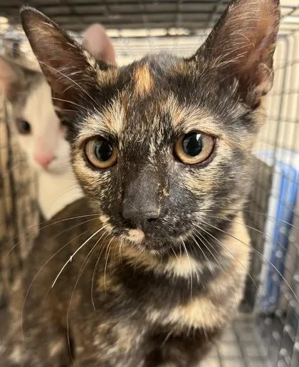 A young small-sized female Calico Domestic Short Hair cat named Alice for adoption in Harlingen, TX