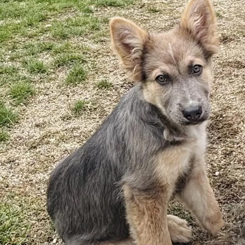 Isla