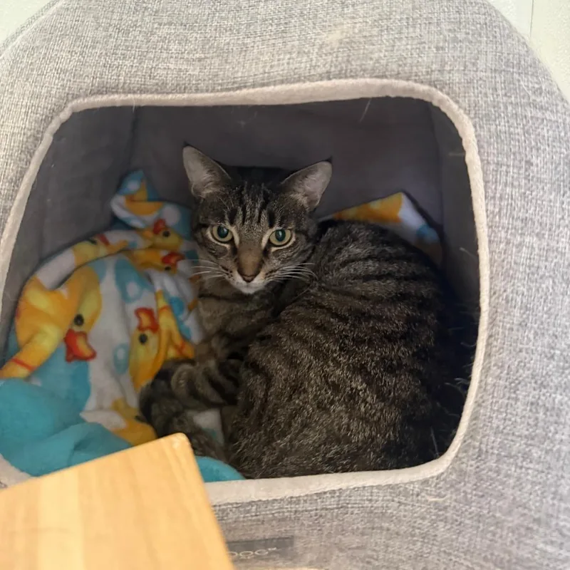 An adult medium-sized female Brown / Chocolate Domestic Short Hair cat named Delia for adoption in Brea, CA