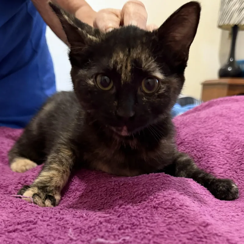 A baby medium-sized female Tortoiseshell Domestic Short Hair cat named Roget for adoption in SNOW HILL, NC