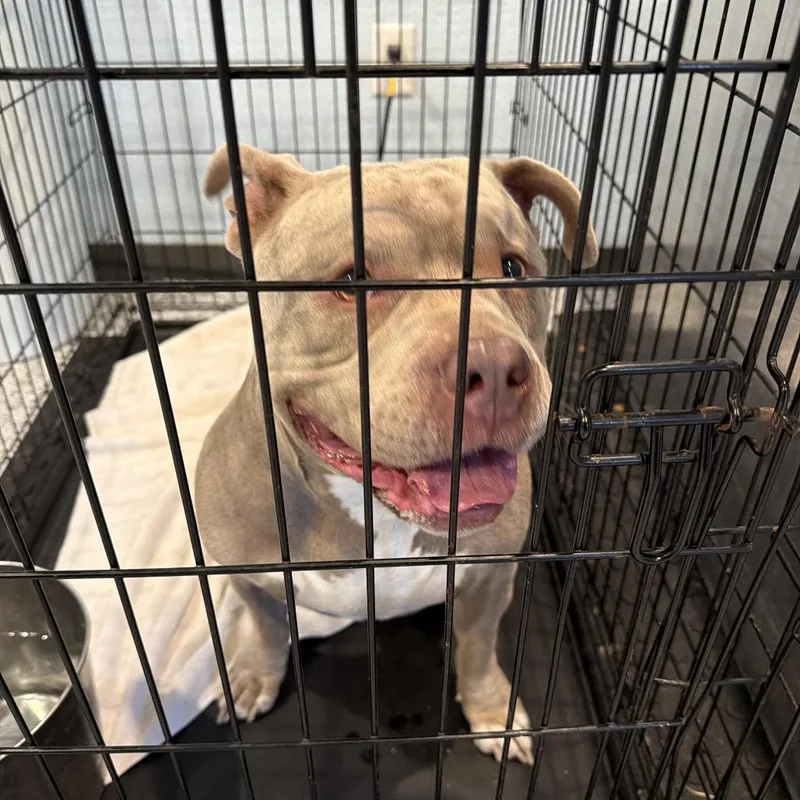 An adult large-sized female Gray / Blue / Silver Mixed Breed dog named Athena for adoption in Port Charlotte, FL